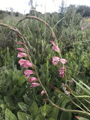 Gladiolus crassifolius