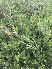 Gladiolus crassifolius