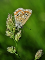 Aricia artaxerxes