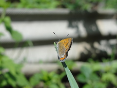Lycaena helle