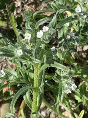 Cryptantha muricata