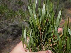 Dodonaea viscosa angustifolia