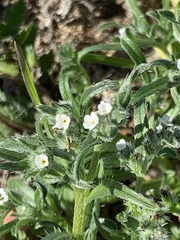 Cryptantha muricata