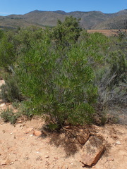 Dodonaea viscosa angustifolia