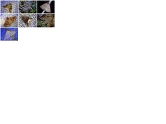 Xenotrachea niphonica