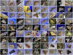 Xenotrachea niphonica