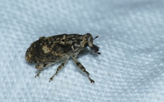 Gasterocercus depressirostris