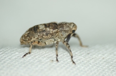Gasterocercus depressirostris