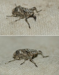 Gasterocercus depressirostris