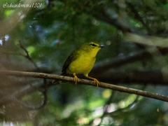 Myiothlypis flaveola