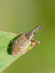 Lepyrus palustris