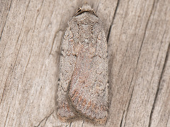 Euxoa bicollaris