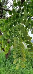Stryphnodendron adstringens