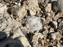 Mammillaria lasiacantha