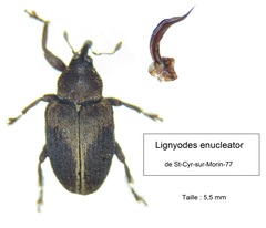 Lignyodes enucleator
