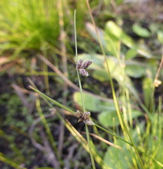 Isolepis setacea
