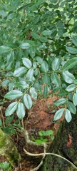 Copaifera langsdorffii