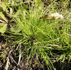 Isolepis setacea