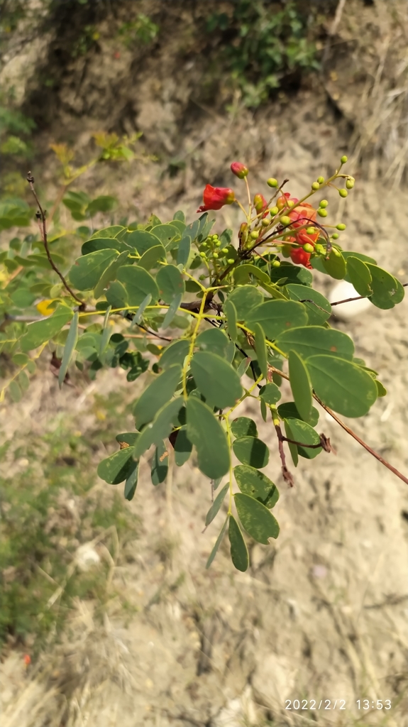 Caesalpinia cassioides