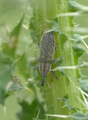 Lixus filiformis