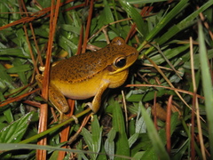 Boana prasina