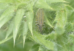 Lixus filiformis