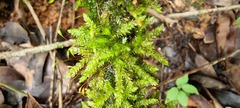 Sematophyllaceae