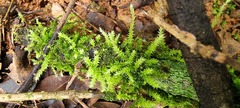 Sematophyllaceae