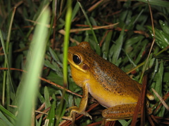 Boana prasina