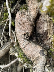 Andricus quercuscorticis