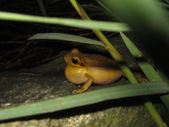 Boana prasina