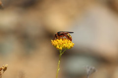 Scolia chrysotricha