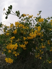 Coronilla valentina