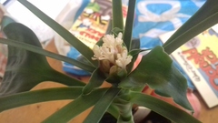 Dracaena cristula