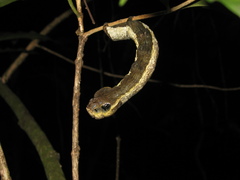 Hemeroplanes triptolemus