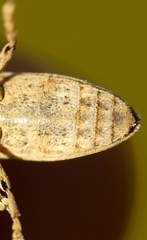Lixus juncii