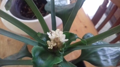 Dracaena cristula