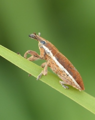 Lixus ochraceus