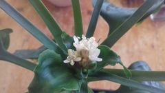 Dracaena cristula