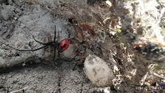 Latrodectus garbae