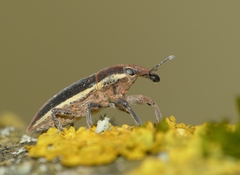 Lixus ochraceus