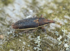 Lixus ochraceus