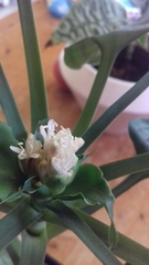 Dracaena cristula