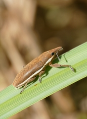 Lixus ochraceus