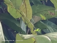 Catochrysops panormus exiguus