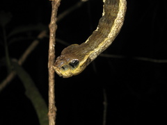 Hemeroplanes triptolemus