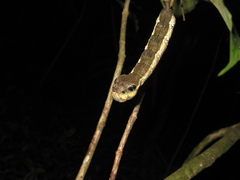 Hemeroplanes triptolemus