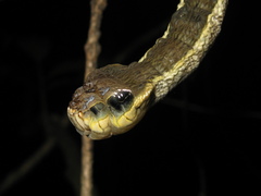 Hemeroplanes triptolemus