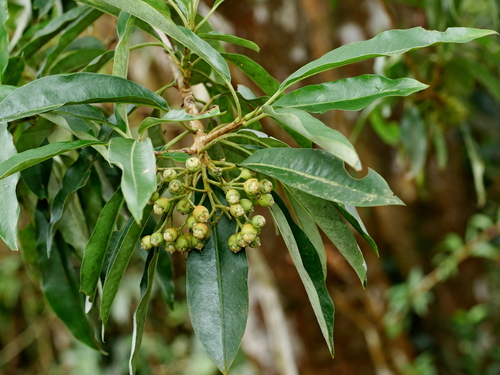 Image of Photinia niitakayamensis by (c) Jacy Chen, some rights reserved (CC BY)