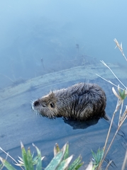 Myocastor coypus